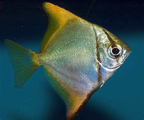 Monodactylus argenteus .